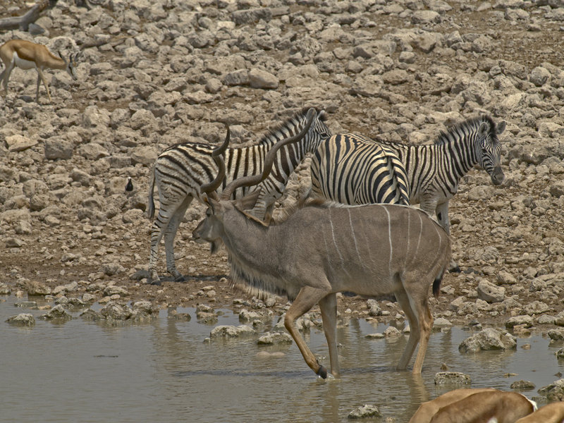 Okaukuejo, Zebra, Kudu
